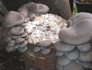 Micelij na zrnu - bukov ostrigar